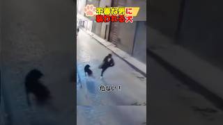 不審な男に襲われる犬！Dog attacked by suspicious man#dog#shorts#犬