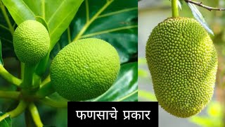 कापा, बरका आणि नीर फणस कसा असतो? चला तर मग जाणून घेऊ या | kokan lifestyle #kokan