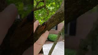 See the Cicada Bug scream when you touch it. Quite an eerie scream.