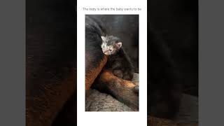 Kitten found a trusted adult