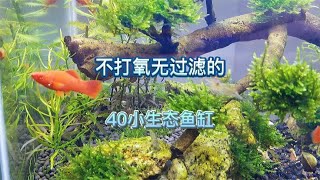 40小生态鱼缸已经两个月了，不打氧无过滤，用最简单省钱的方法养出最好的状态