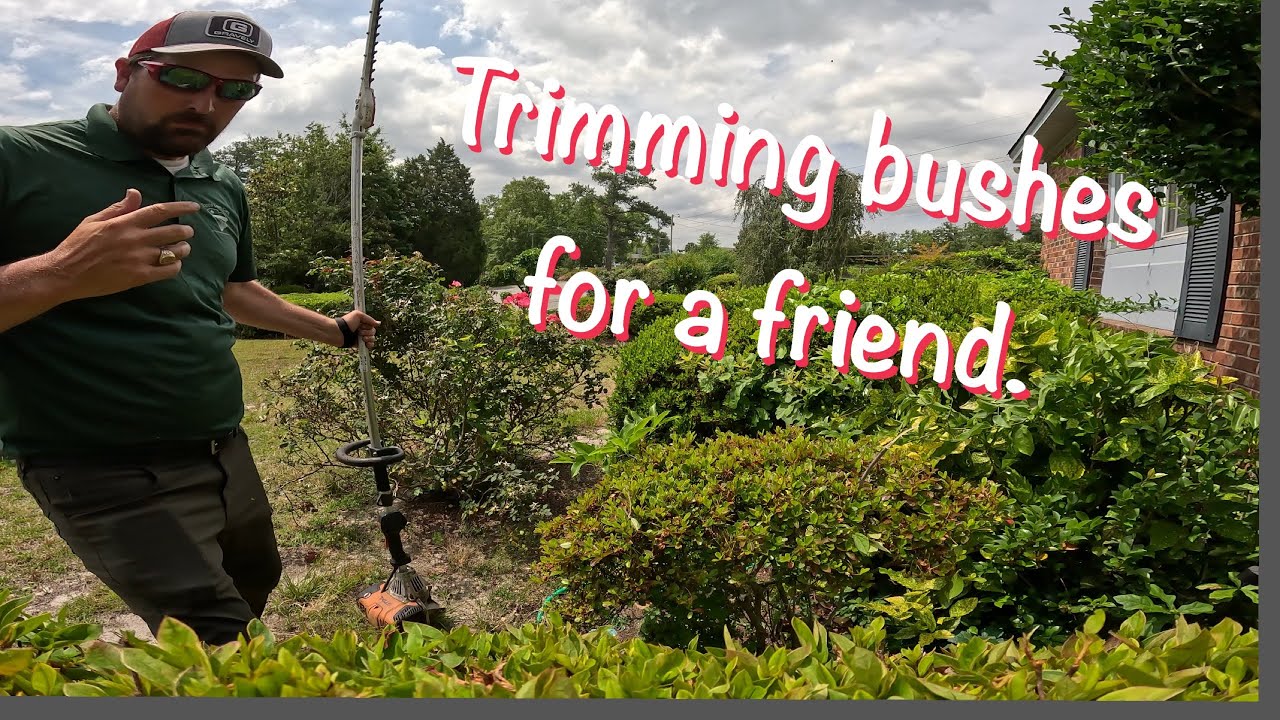 Trimming Your Bush Jokes At Joseph Moran Blog