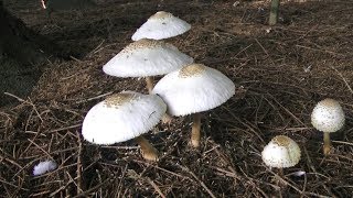 Shaggy Parasol Mushrooms