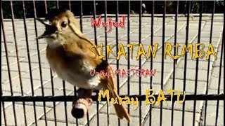 Sikatan Rimba Dada Coklat Srdc Gacor Asal Bali