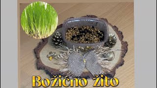 Božićno žito/pšenica. Kako posijati? Brz i jednostavan način @YouTube #500subs