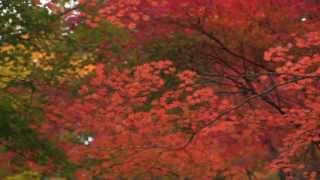 ｻﾞ・紅葉　愛知県民の森2012