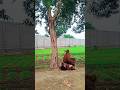 Vfx Magic Funny video Animal TikTok video #magic #vfx #shorts