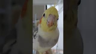 オカメインコはゼリーを食べた後、食べかすがいっぱいつきます。　#shorts