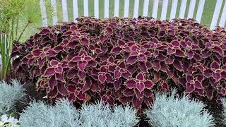 Colorblaze Wicked Witch Coleus | Garden Crossings