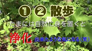 【散歩】北海道虻田郡の旭ヶ丘公園の自然の中を散策！