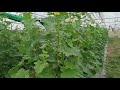 របៀបដាំត្រសក់ផ្អែម how to plant melon.