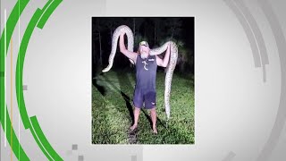 Massive python captured in Florida Everglades