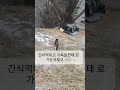 @고양이일상 달이별이♡