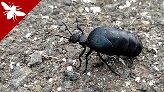 Oil Beetle (Meloe cicatricosus) - Toxic Blister Beetle