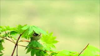 ホオアカ ♂　さえずり　Singing Chestnut-eared bunting　2014