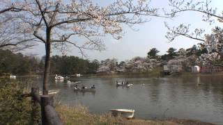 青森県　芦野公園の桜