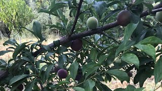 Plum tree pruning