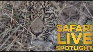 Royal Leopards of Djuma: The Next Generation