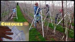 ESTOS SON MIS CHEQUES DE UN MES EN E.U. PODANDO ARBOLES DE MANZANAS🍎