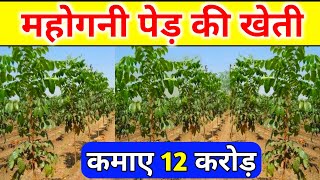 mahogany tree farming | महोगनी का पेड़। mahogany ki kheti | mahogany tree price in India | mahogany