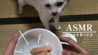 【ASMR】猫がささみを食べる音