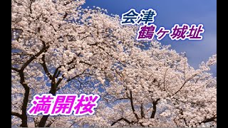 NO63【会津若松】鶴ヶ城址・満開の桜