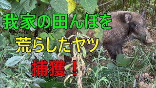 イノシシ捕獲35【くくり罠】【有害鳥獣駆除】【狩猟】