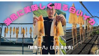 秋風に美味しく踊る白いイカ！一日干し始まる！土佐清水市の鮮魚店(高知)