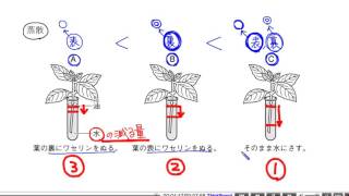 中学理科解説動画：根・茎・葉のつくりとはたらき７