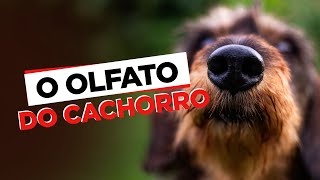 Descubra o Incrível Mundo do Olfato Canino