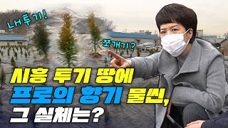 [김은혜TV] 시흥 투기 땅에 프로의 향기 물씬, 그 실체는?