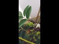 time lapse of clitoria ternatea flower aparajita flower asian pigeonwings vishnupriya.