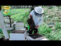 मधुमक्खियों का डिवीजन कैसे करें । how to do the division of honey bees। honey bee production ।