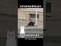 ネズミが猫に遭遇した時