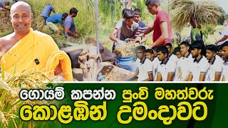 ගොයම් කපන්න පුංචි මහත්වරු කොළඹින් උමංදාවට  #umandawa