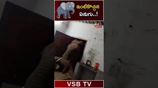 ఇంటికొచ్చిన ఏనుగు #vsbtv #ytshorts #shorts #elephant #trendingshorts #viralvideo #shockingvideos