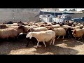 تربية الغنم في الشام 200 نعجة 🐑 جديدة ما شاء الله تبارك الله