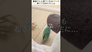 朝起きない飼い主に「生きてたん？」と嫌味を言うインコ🐥関西弁のくーちゃん🐥