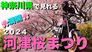 【Z900RS 50th】カスタムバイクで行く、2024 三浦海岸 河津桜まつりツーリング！