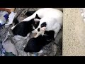 ゴミだまりの中でかわいい子猫たちに授乳するガリガリの母猫 野良猫 感動猫動画 9月19日撮影 eosr5