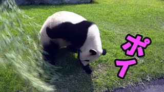 アドベンチャーワールド結浜🐼なんやかんやでデングリ返し２６回🎀絶好調なキレキレデングリ返し遊び