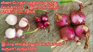 பெரிய வெங்காயம் இப்படியும் நடலாம்/how to plant onion/வீணாக தூக்கிப்போடும் பகுதியிலிருந்து வெங்காயம்