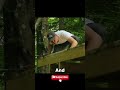 A man with his dog building a treehouse in forest