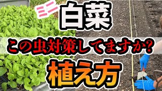 【ミニ白菜】植え方説明！この虫対策が植え方の肝です！