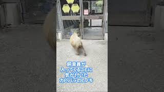 展示場に入る飼育員に気が付いたカピバラのヒノキ