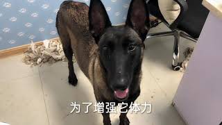 马犬难产痛苦颤抖，凌晨5点紧急送医做x光和b超待产，看医生咋说