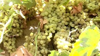 Afghan Garden - Grapes Garden in Herat / باغ انگور در هرات