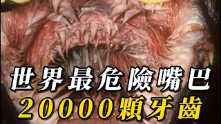 全世界最危險的10個動物嘴巴，食人魚只能排第六！第一名擁有20000顆牙齒，輕鬆粉碎大鯊魚！#animals #野生动物 #科普 #涨知识 #动物 #野生生物