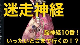 【迷走神経】脳神経10番！いったいどこまで行くの！？