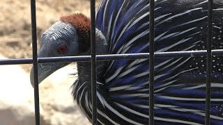 フサホロホロチョウ (福山市立動物園) 2019年2月25日